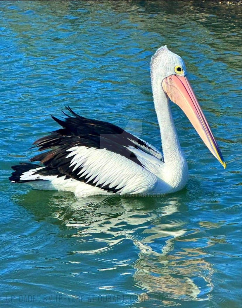 PELICAN-PIC