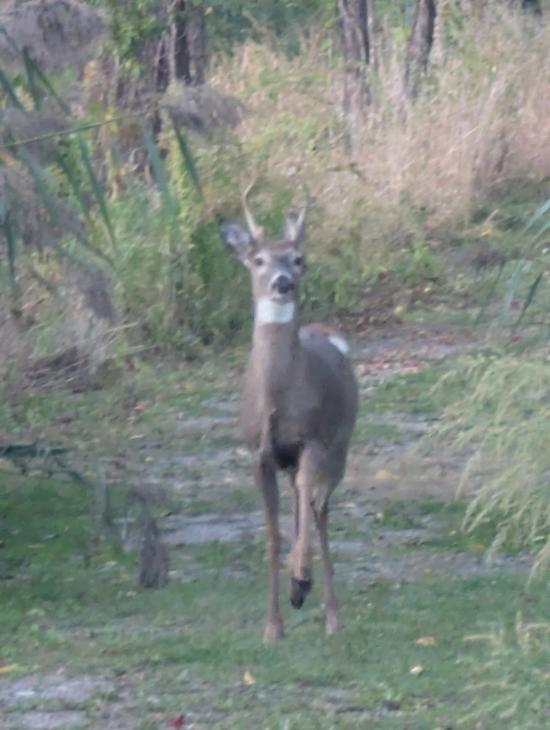 Noble Stag