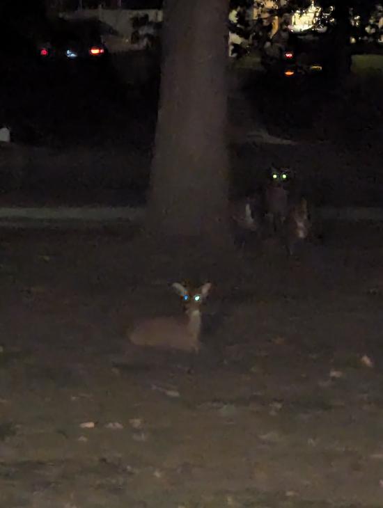 Trick-or-Treating Deer