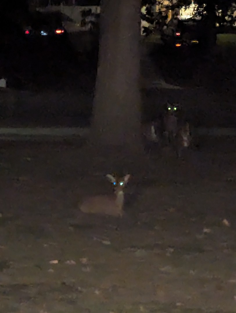 TrickorTreating-Deer