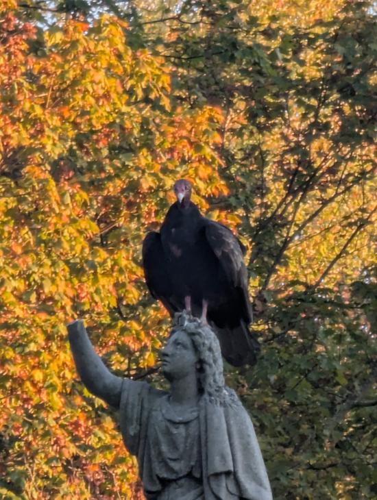 The Noble Vulture