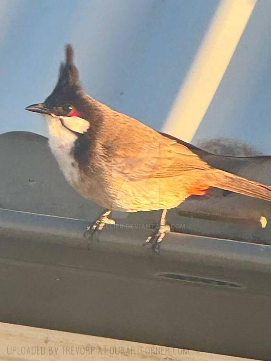 A BULBUL