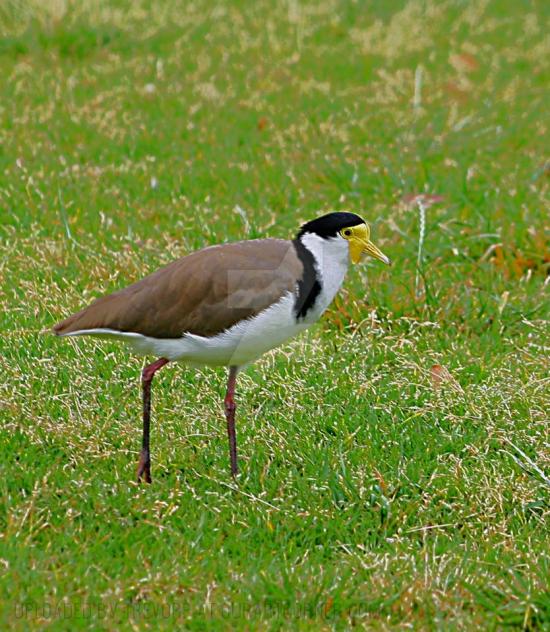 MASKED LAPWING