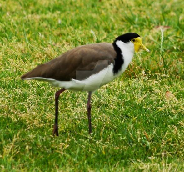 MASKED LAPWING