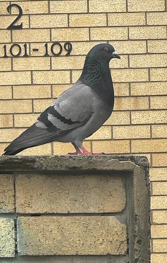 Homing pigeon