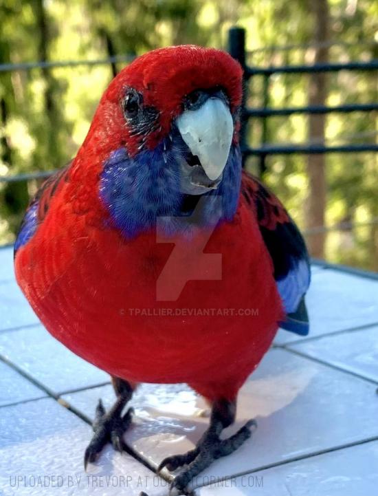 A CRIMSON ROSELLA
