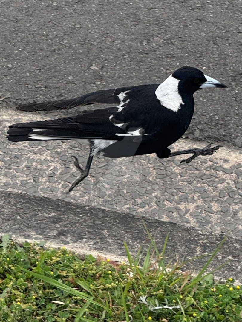 MID-AIR-MAGPIE