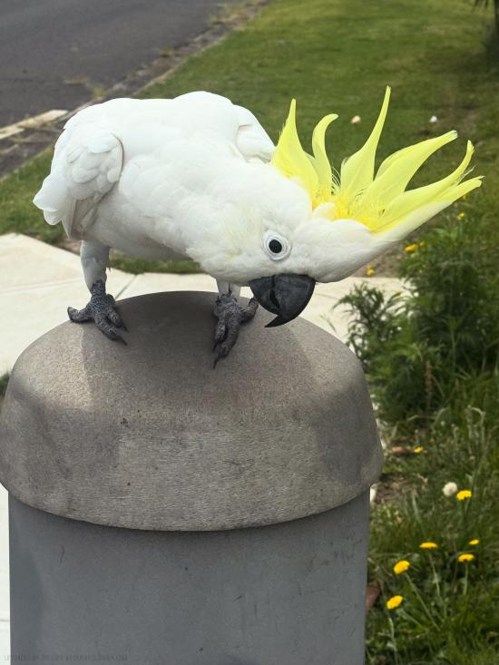 Friendly Cockatoo
