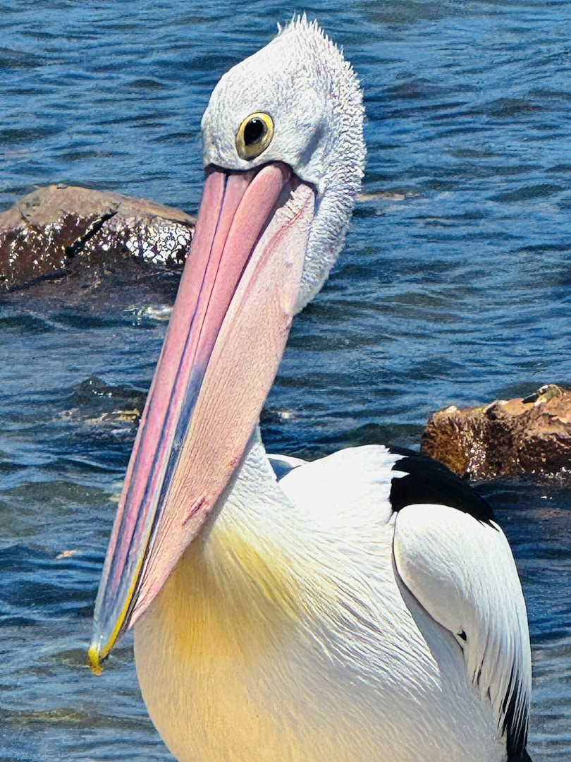 Pelican-closeup