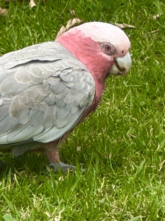 Female Galah