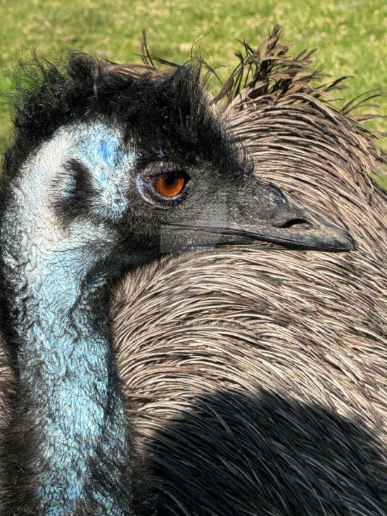 CAPTIVE EMU