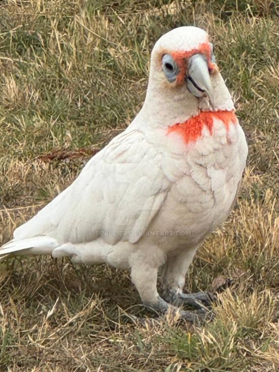 Long Billed Corella