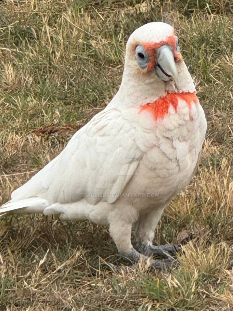 Long-Billed-Corella