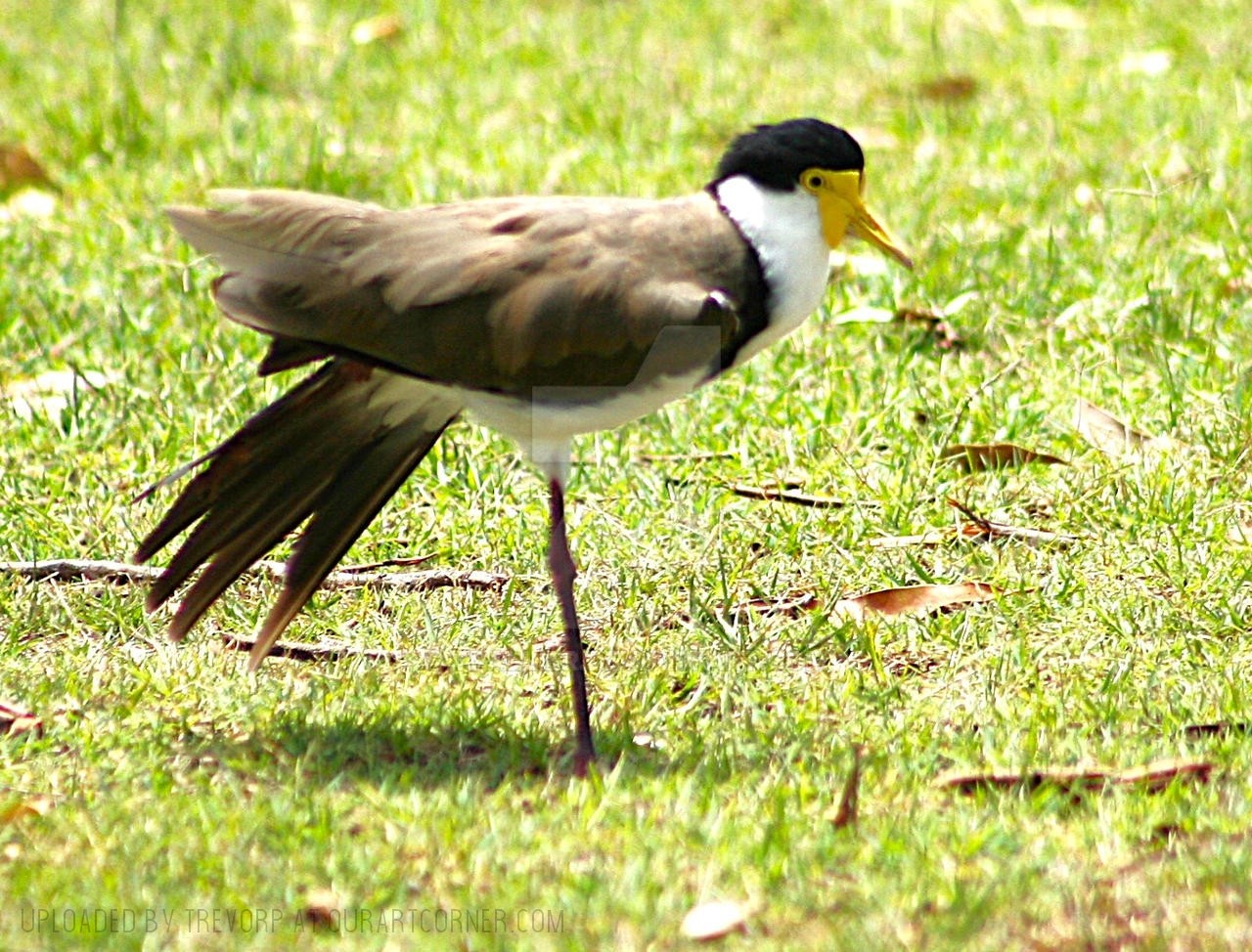 LAPWING-balancing-act
