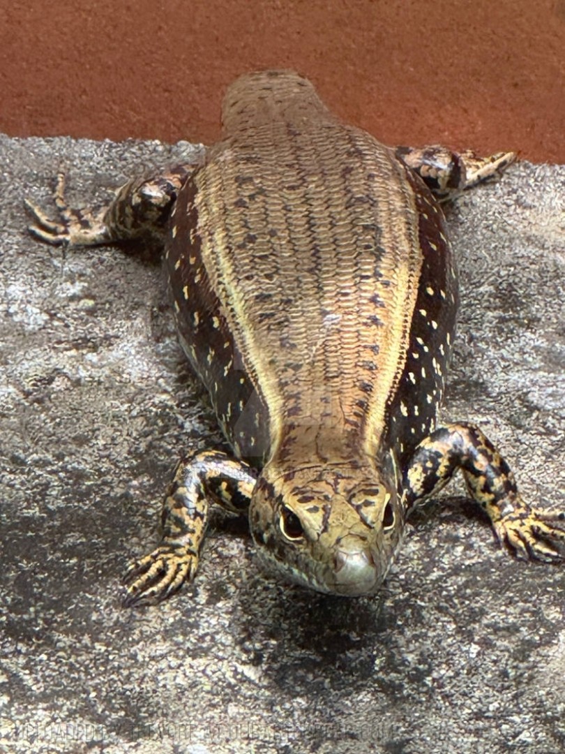 GRAVID-LIZARD