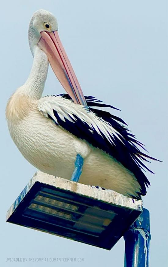 CHRISTMAS DAY PELICAN