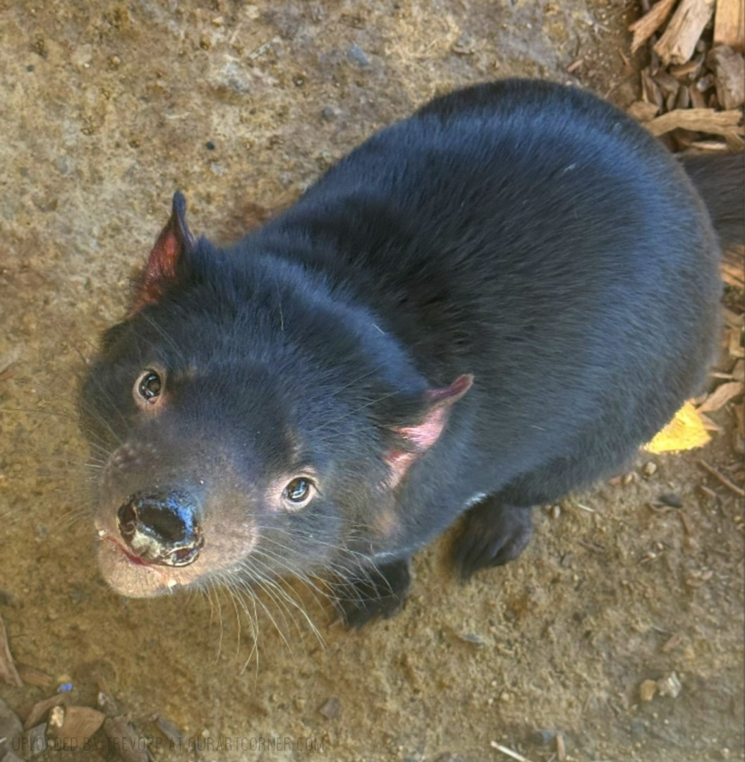 Captive-Tassie-Devil