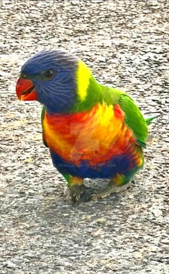 A Rainbow Lorikeet