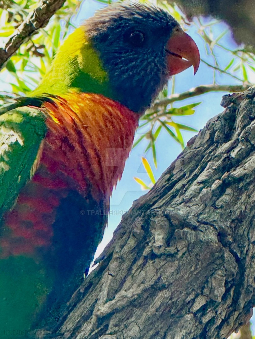 Beautiful-Lorikeet