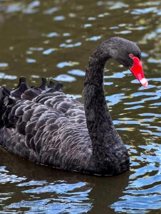 A Black Swan