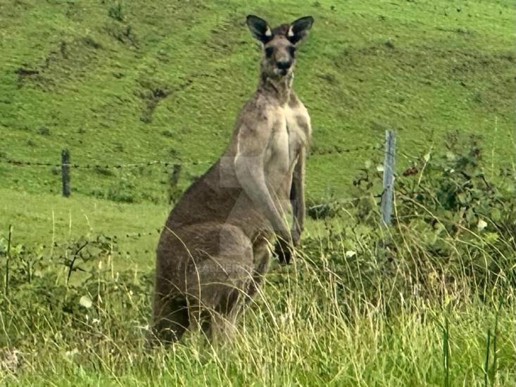 WILD KANGAROO