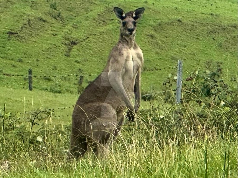 WILD-KANGAROO