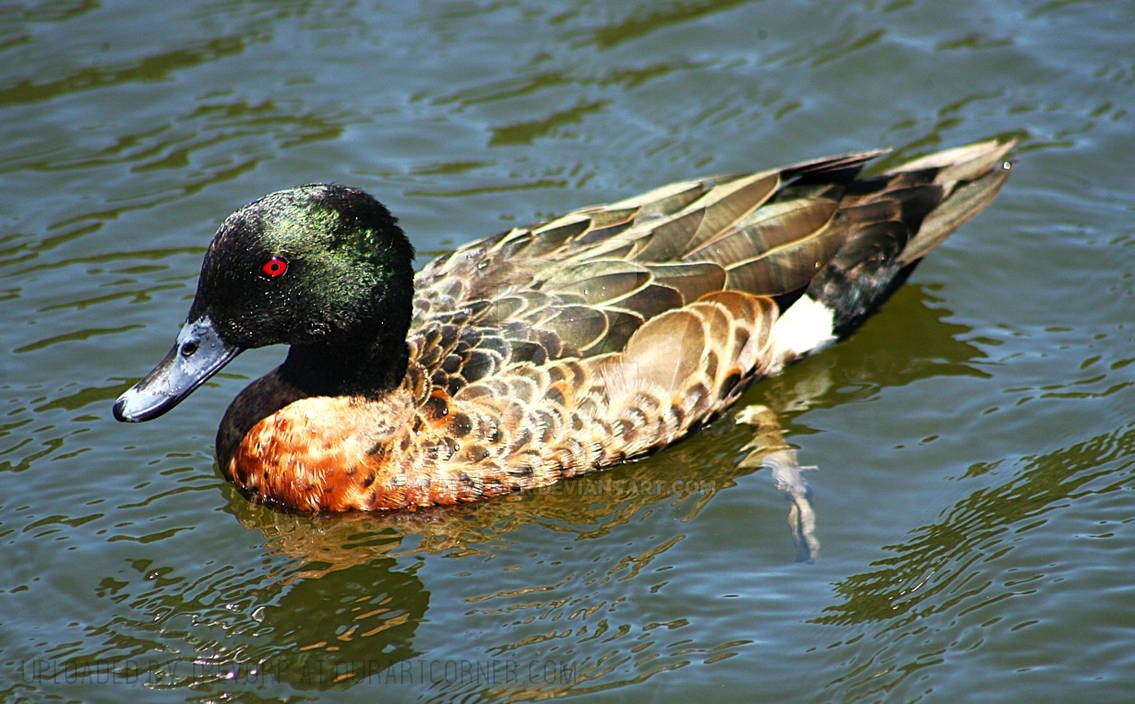 Male-Chestnut-Teal