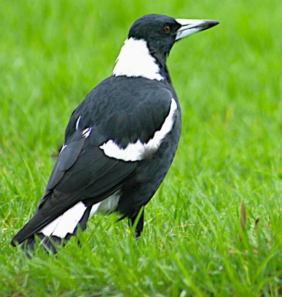 MALE MAGPIE