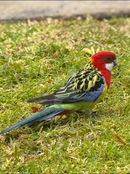 Eastern Rosella
