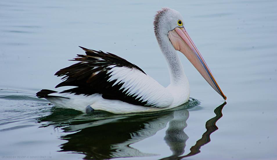 Gliding along quietly