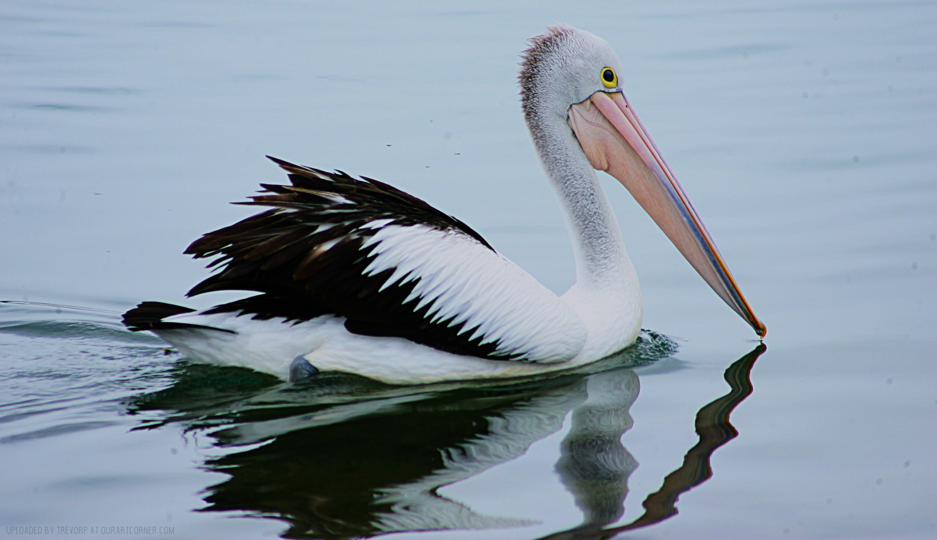 Gliding-along-quietly