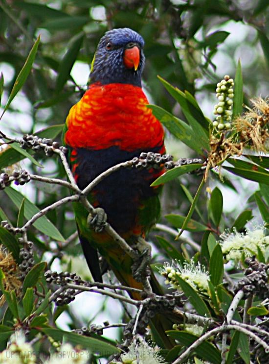 RAINBOW LORIKEET