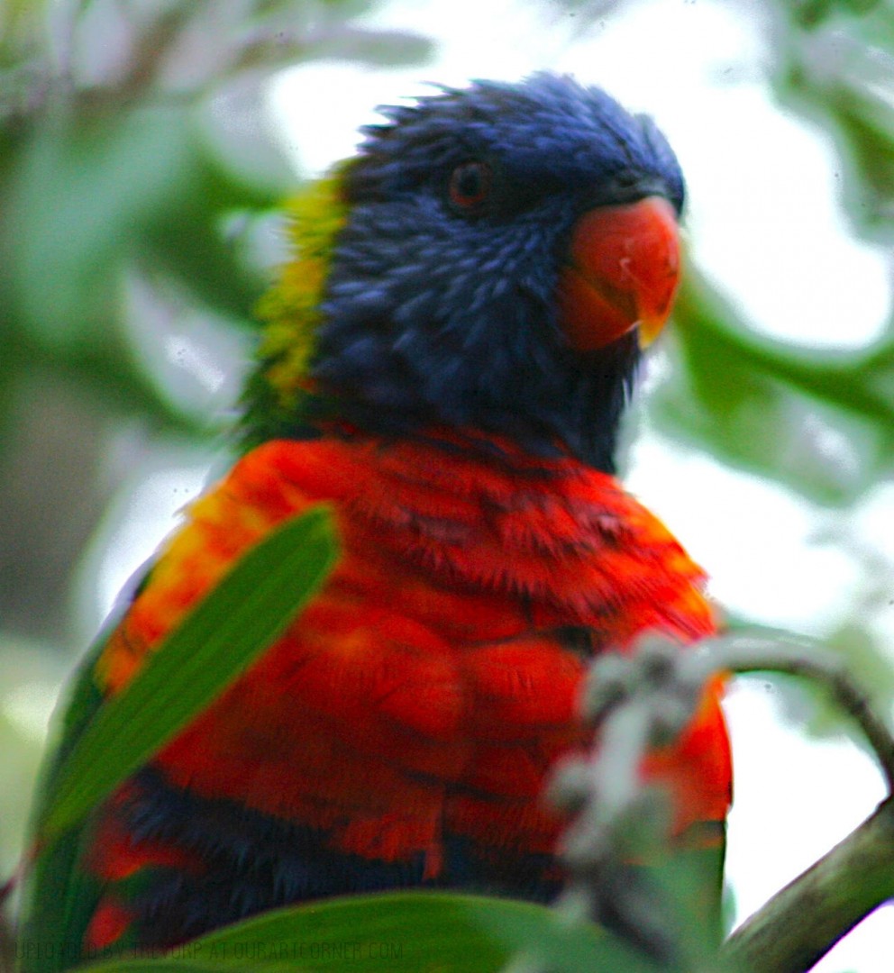 Rainbow-Lorikeet-close-up