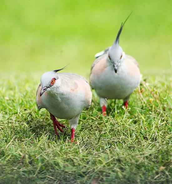 CRESTED PIGEONS