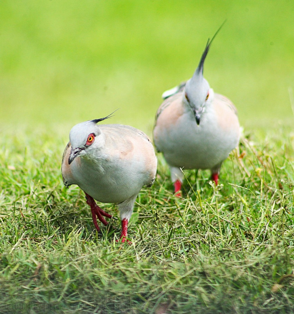 CRESTED-PIGEONS