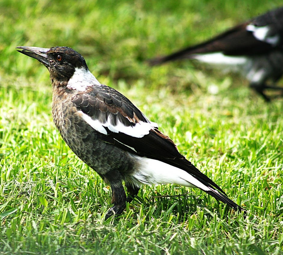 MAGPIE-closeup