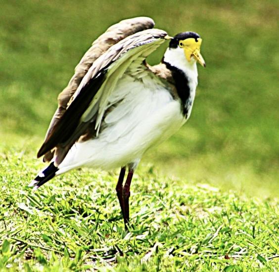 Masked Lapwing