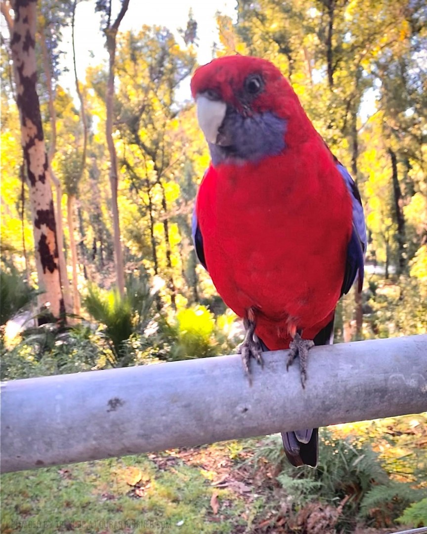 CRIMSON-ROSELLA