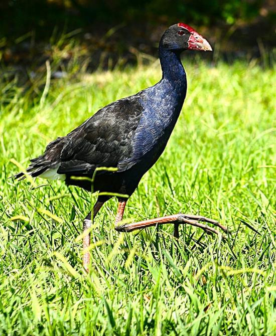 SWAMPHEN - moving