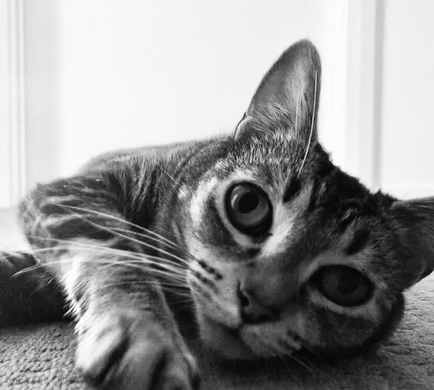 BW - Cat pic