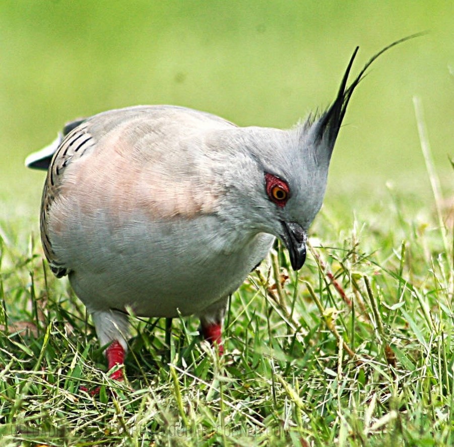 A-Crested-Pigeon