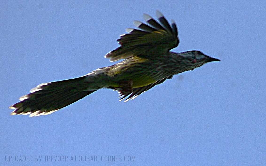 Wattlebird-in-flight
