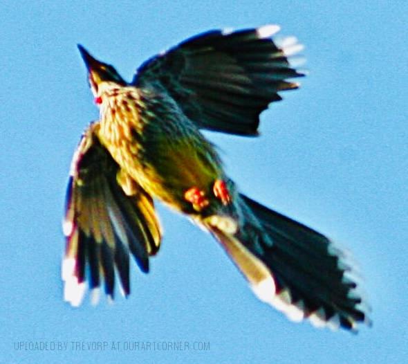 Wattlebird in flight