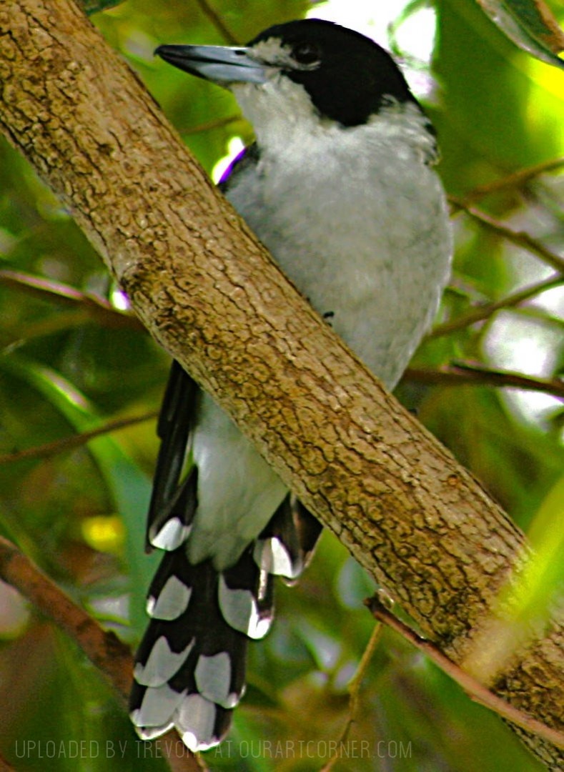 GREY-BUTCHERBIRD