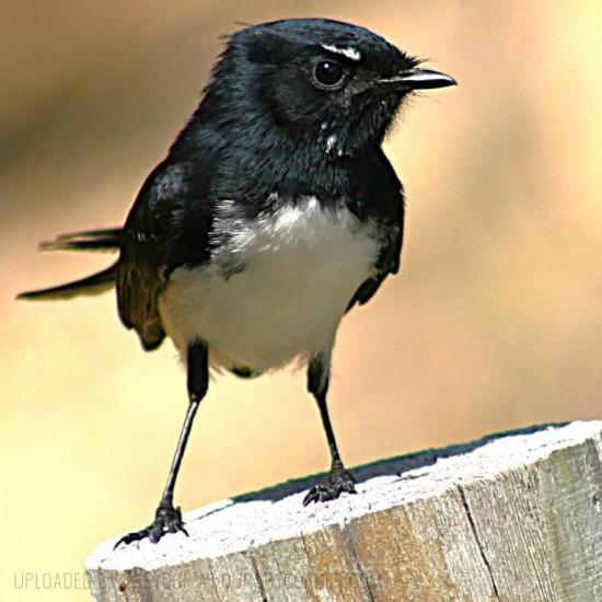 A WILLY WAGTAIL