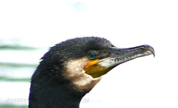 Cormorant-up-close