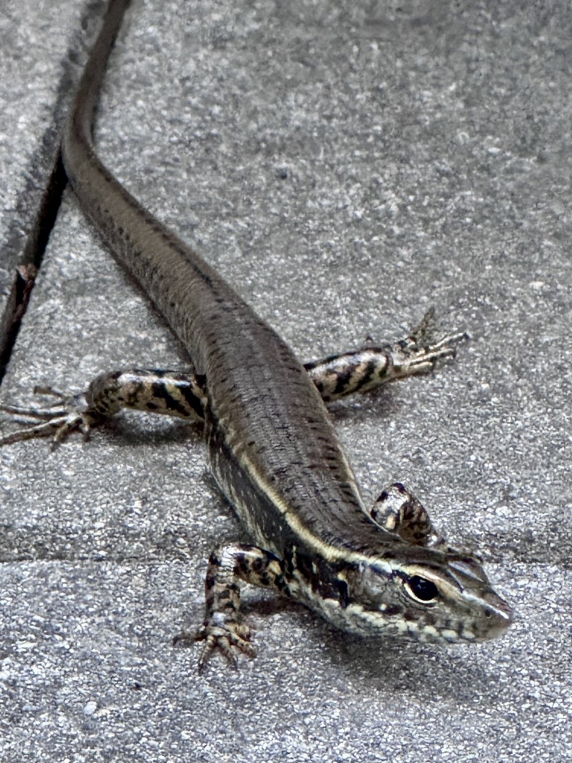 Eastern-Water-Skink