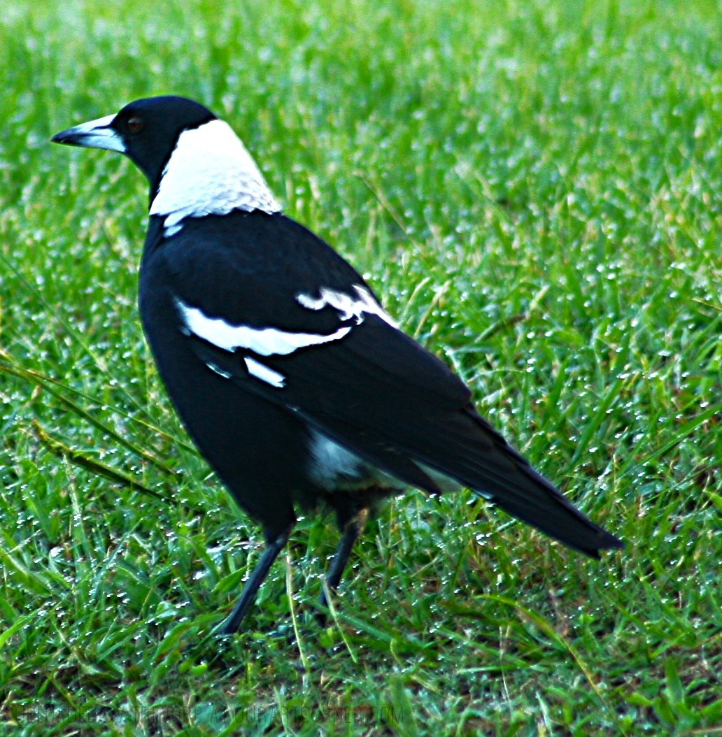 Magpie-at-Shellharbour