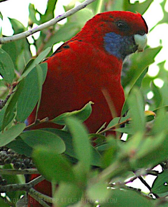 CRIMSON ROSELLA