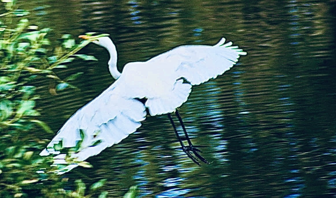 GREAT-EGRET